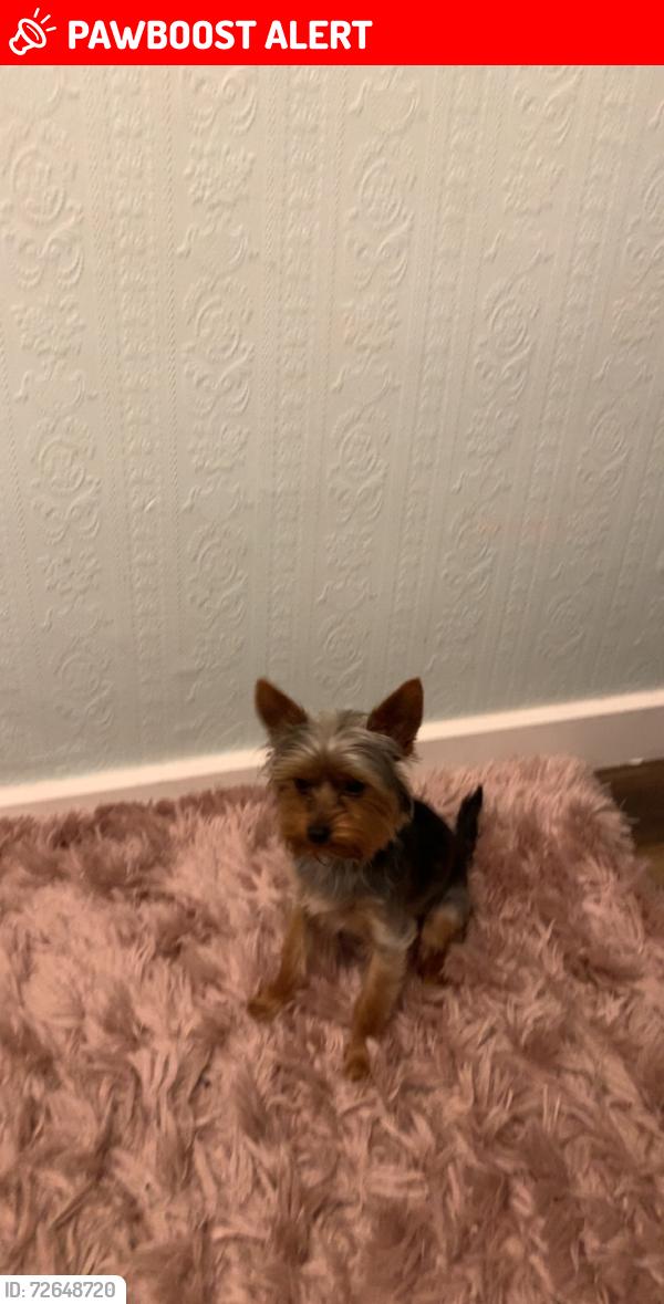 Lost Female Dog last seen Ravensdale, Nottinghamshire, England NG18 2QF