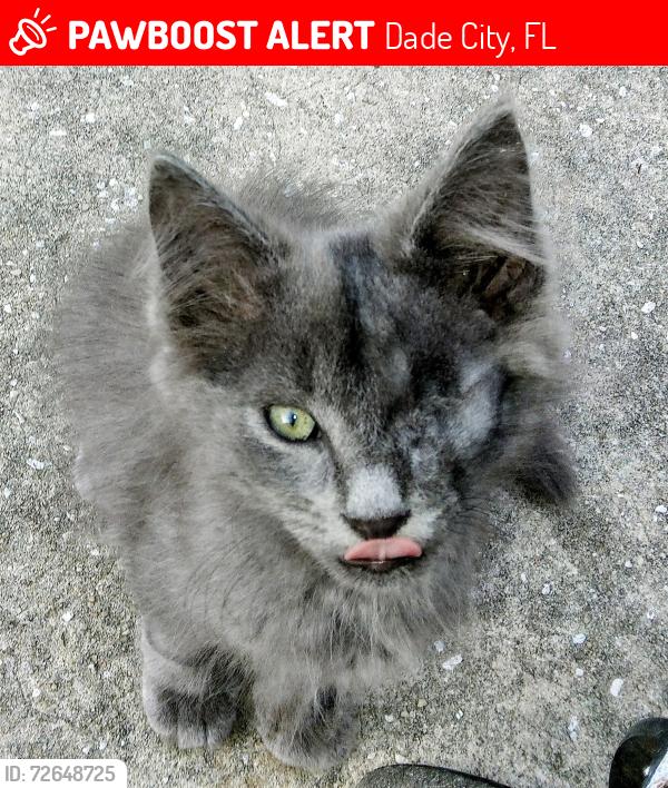 Lost Male Cat last seen Hwy 98 , Dade City, FL 33525
