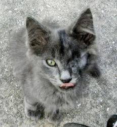 Lost Male Cat last seen Hwy 98 , Dade City, FL 33525