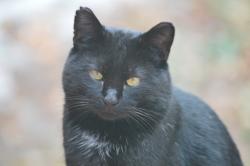 Found/Stray Unknown Cat last seen Near Windbreak CT NE, Rochester, MN 55906