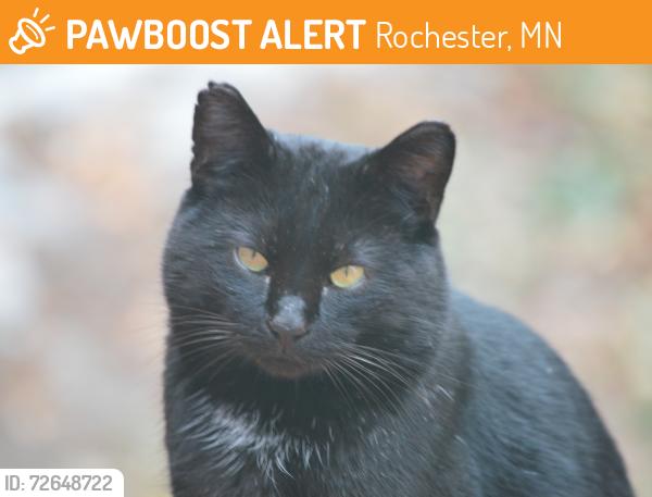 Found/Stray Unknown Cat last seen Near Windbreak CT NE, Rochester, MN 55906