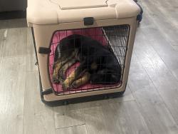 Lost Male Dog last seen Beaumont ave/ 12 st, Beaumont, CA 92223