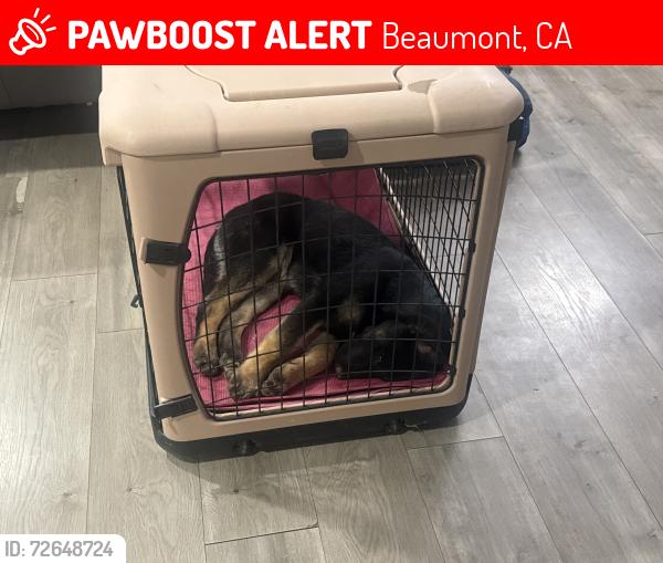 Lost Male Dog last seen Beaumont ave/ 12 st, Beaumont, CA 92223