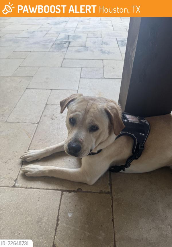 Found/Stray Male Dog last seen CVS on Richmond & Sage, Houston, TX 77056