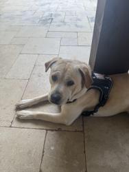 Found/Stray Male Dog last seen CVS on Richmond & Sage, Houston, TX 77056
