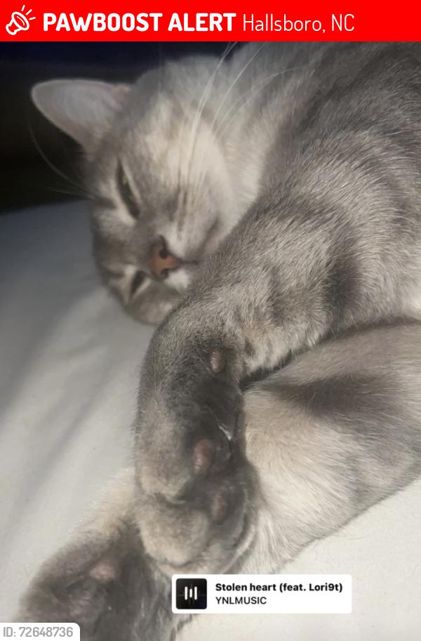 Lost Male Cat last seen Does was open and he left , Hallsboro, NC 28442