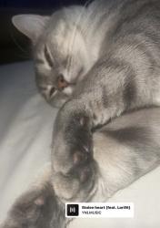 Lost Male Cat last seen Does was open and he left , Hallsboro, NC 28442