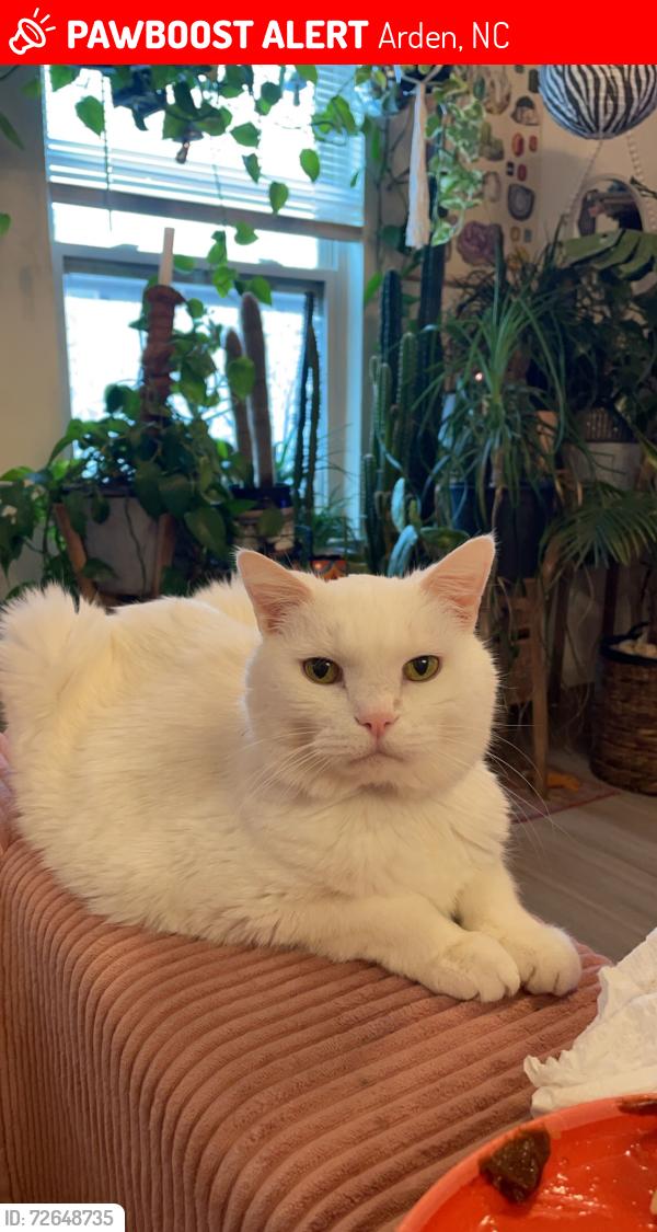 Lost Male Cat last seen The villas at Avery creek , Arden, NC 28704