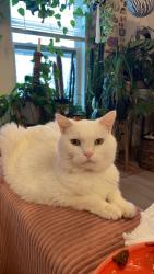 Lost Male Cat last seen The villas at Avery creek , Arden, NC 28704