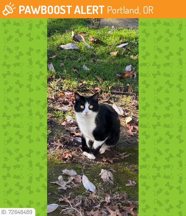 Found/Stray Female Cat last seen southeast 36th and martins st. Portland, Portland, OR 97202