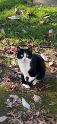 Found/Stray Female Cat last seen southeast 36th and martins st. Portland, Portland, OR 97202