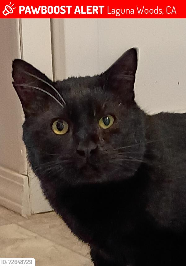 Lost Male Cat last seen Avenida Sevilla, Via Mariposa East, Laguna Woods, CA 92637