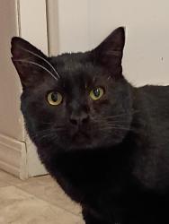 Lost Male Cat last seen Avenida Sevilla, Via Mariposa East, Laguna Woods, CA 92637