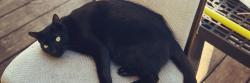 Lost Male Cat last seen Behind the Napa auto., Saint James City, FL 33956
