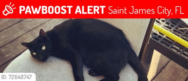 Lost Male Cat last seen Behind the Napa auto., Saint James City, FL 33956