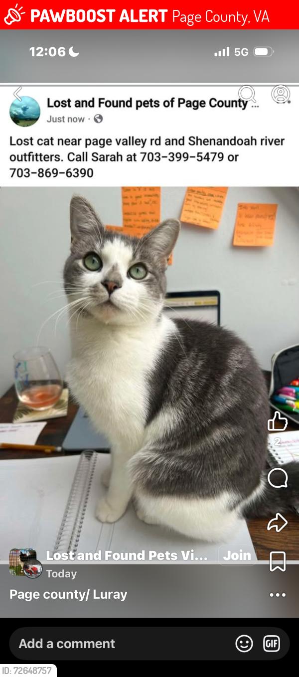 Lost Female Cat last seen Lake drive luray va, Page County, VA 22835