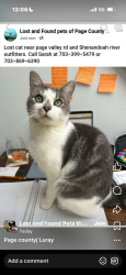 Lost Female Cat last seen Lake drive luray va, Page County, VA 22835
