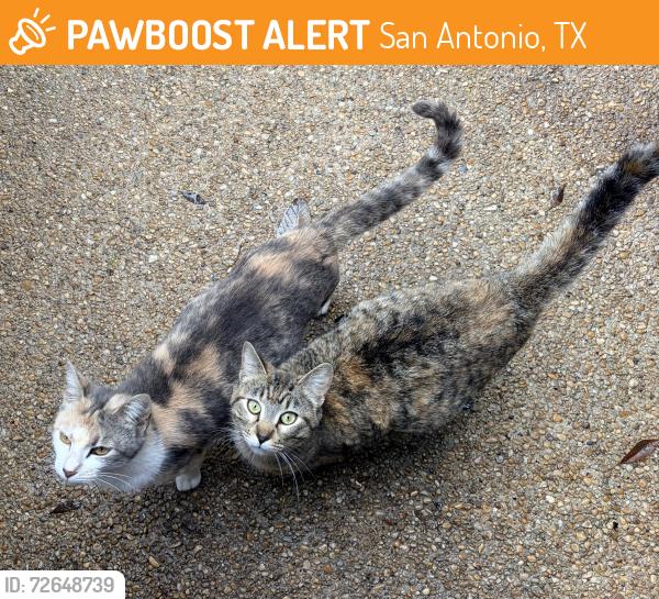 Found/Stray Female Cat last seen The Summit, San Antonio, TX 78258