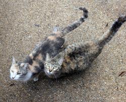 Found/Stray Female Cat last seen The Summit, San Antonio, TX 78258