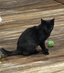 Lost Male Cat last seen Plainview rd & Willow creek, Midlothian, TX 76065