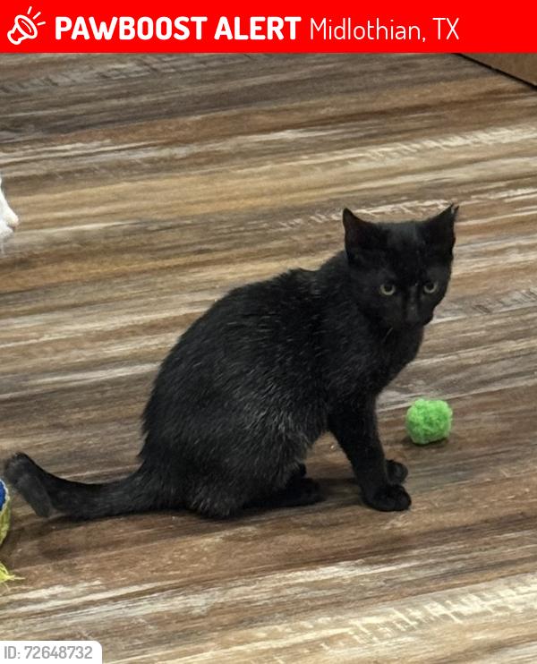 Lost Male Cat last seen Plainview rd & Willow creek, Midlothian, TX 76065