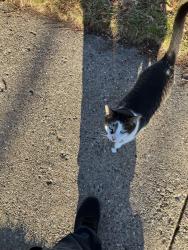 Found/Stray Unknown Cat last seen Near Hayford Ave Lansing MI 48912, Lansing, MI 48912