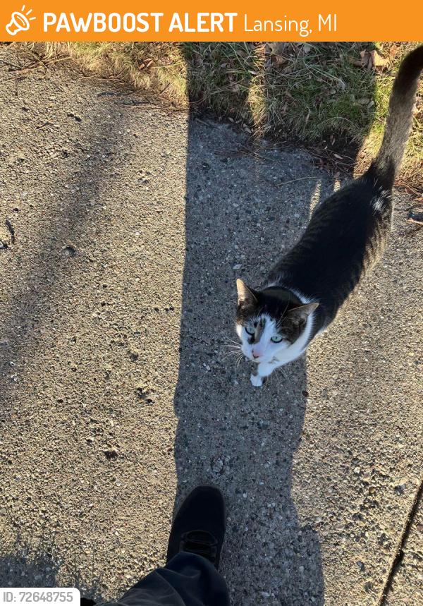 Found/Stray Unknown Cat last seen Near Hayford Ave Lansing MI 48912, Lansing, MI 48912
