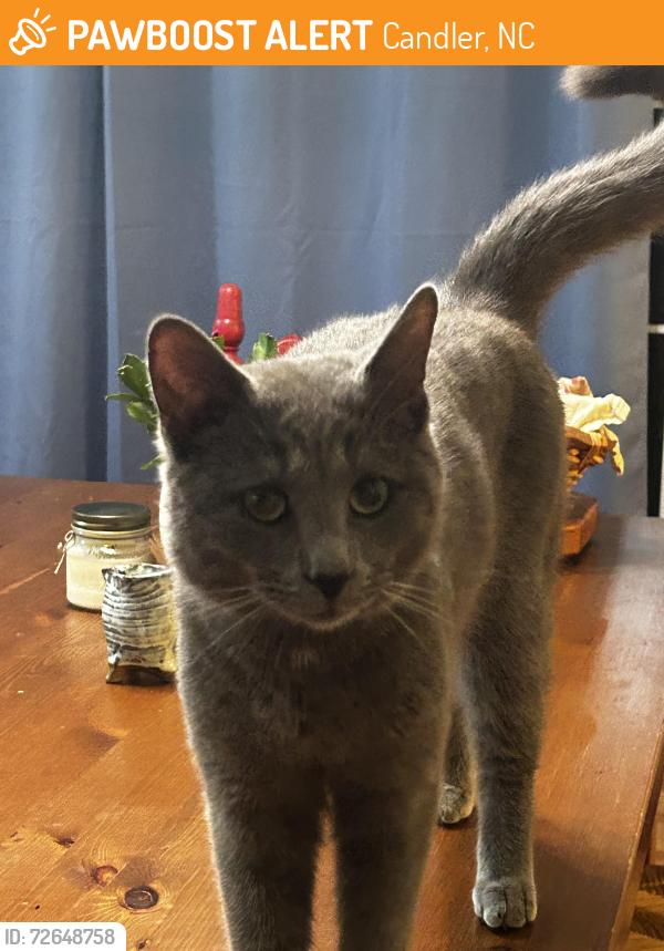 Found/Stray Male Cat last seen Bennett Road, Candler, NC 28715