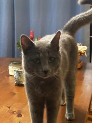 Found/Stray Male Cat last seen Bennett Road, Candler, NC 28715