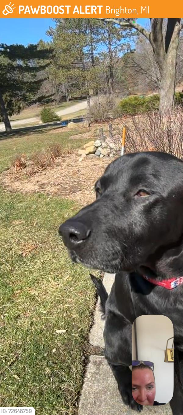 Found/Stray Male Dog last seen Pleasant valley rd/I-96, Brighton, MI 48114