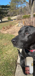 Found/Stray Male Dog last seen Pleasant valley rd/I-96, Brighton, MI 48114