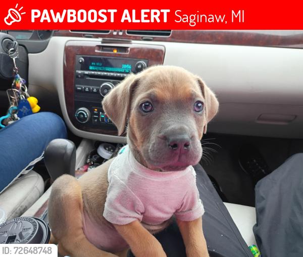 Lost Female Dog last seen Mackinaw and,court st.are the crooks streets (Andre & Van Buren), Saginaw, MI 48602