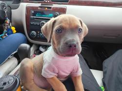 Lost Female Dog last seen Mackinaw and,court st.are the crooks streets (Andre & Van Buren), Saginaw, MI 48602