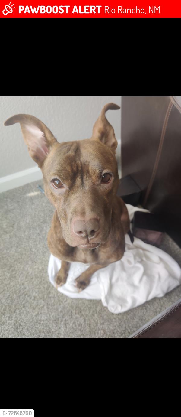 Lost Female Dog last seen Rockaway and Quartz , Rio Rancho, NM 87174