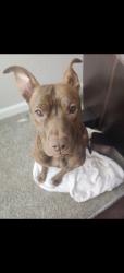 Lost Female Dog last seen Rockaway and Quartz , Rio Rancho, NM 87174