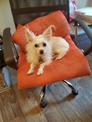 Lost Male Dog last seen Redan rd, Stone Mountain, GA 30083