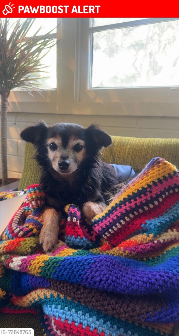 Lost Male Dog last seen Alabama Street , Huntington Beach, CA 92648