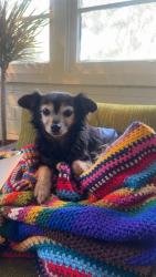Lost Male Dog last seen Alabama Street , Huntington Beach, CA 92648