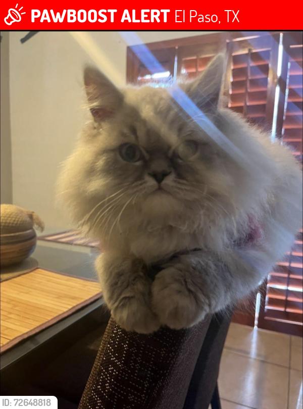 Lost Male Cat last seen Oakdale, El Paso, TX 79925