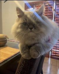Lost Male Cat last seen Oakdale, El Paso, TX 79925