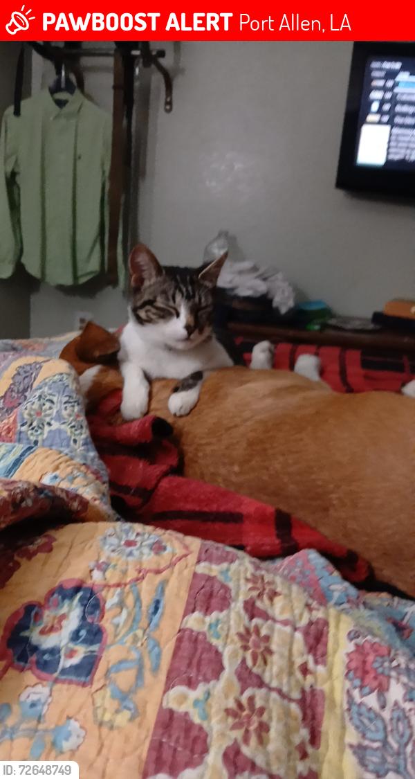 Lost Female Cat last seen Corner of 6th st and Georgia st, Port Allen, LA 70767