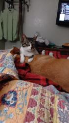 Lost Female Cat last seen Corner of 6th st and Georgia st, Port Allen, LA 70767