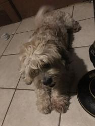 Lost Male Dog last seen Keefe , Milwaukee, WI 53212