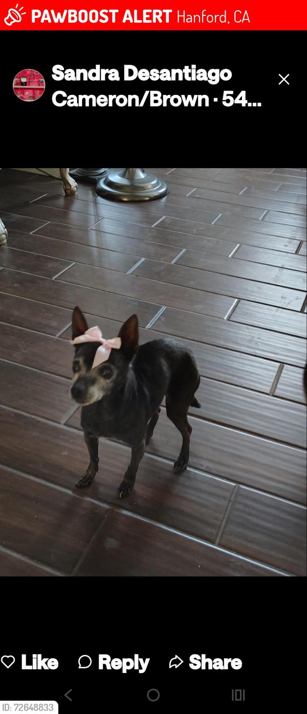 Lost Female Dog last seen Grangeville blvd , Hanford, CA 93230