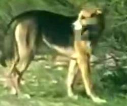 Lost Female Dog last seen The wash next to the ARCO by I10, Tucson, AZ 85745