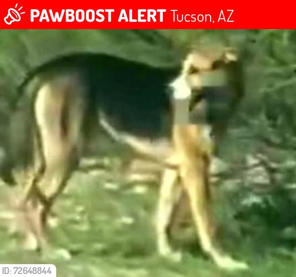 Lost Female Dog last seen The wash next to the ARCO by I10, Tucson, AZ 85745