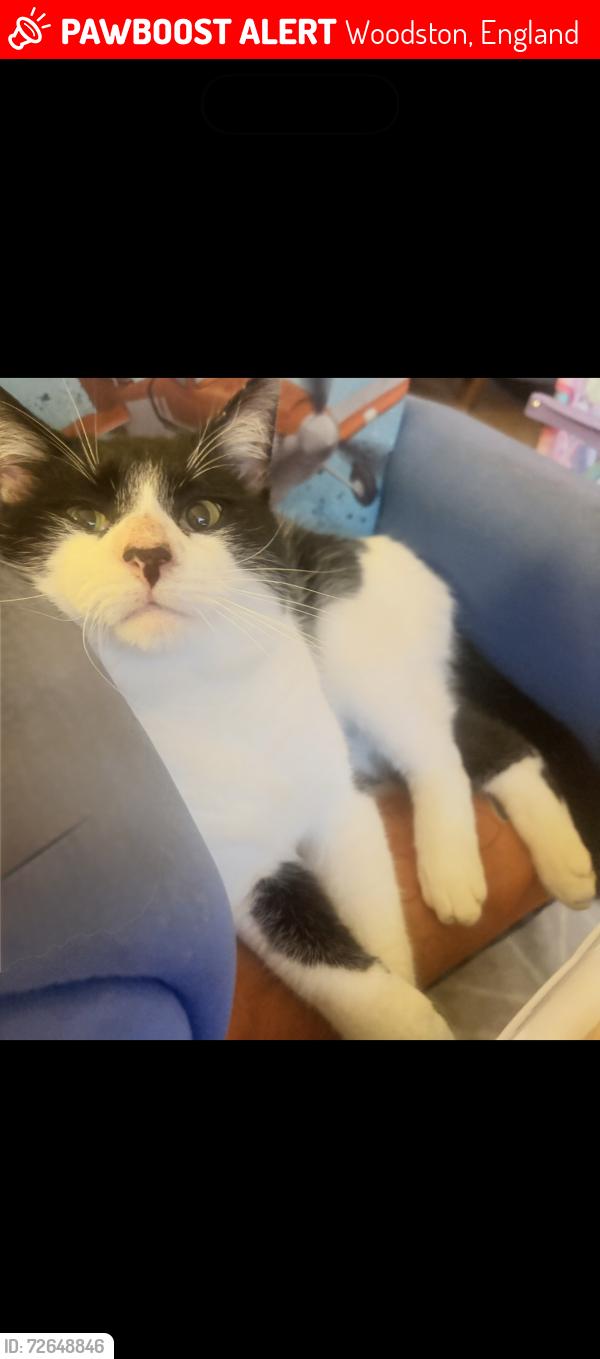 Lost Male Cat last seen New road, Woodston, England 