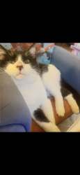 Lost Male Cat last seen New road, Woodston, England 