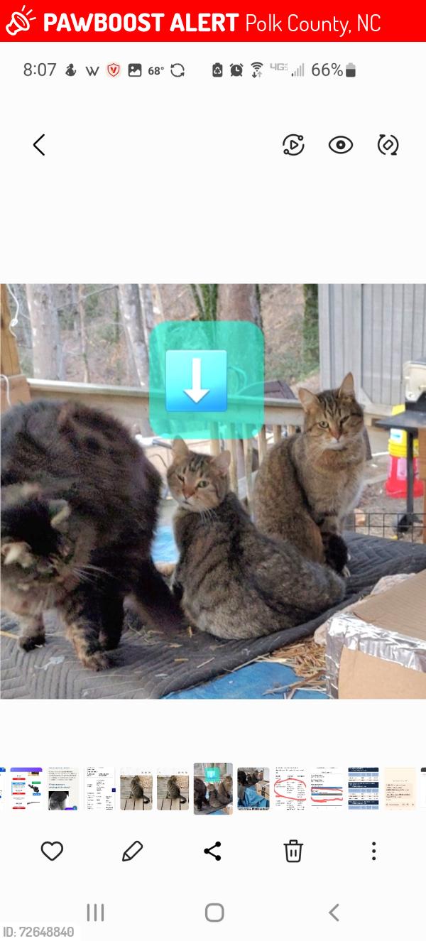 Lost Male Cat last seen Hickory Nut  and Kelly lane, Polk County, NC 28756