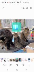 Lost Male Cat last seen Hickory Nut  and Kelly lane, Polk County, NC 28756